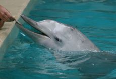 Delfin-077.jpg